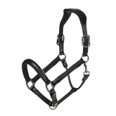 Horse halter in black leather on a white background